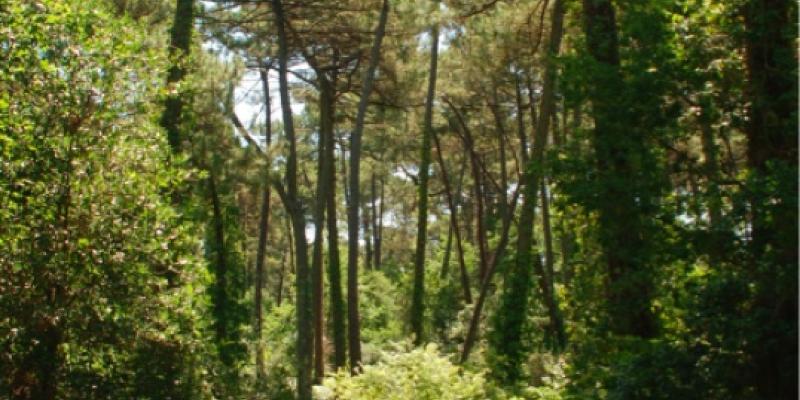 Atlas des paysages - Arcachon