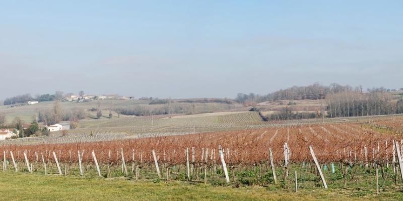 Les collines se succèdent, couvertes de vignes et coiffées de quelques boisements - Berson 