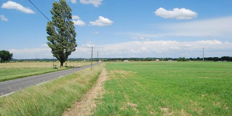 Bordant la route au sein des prairies dégagées, l'arbre devient signal - Galgon 