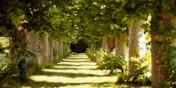 chemin aménagé au milieu des arbres