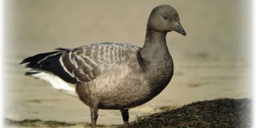 Bernache cravant à ventre sombre