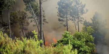 incendie dans la forêt de Saint Jean d'Illac en juillet 2015