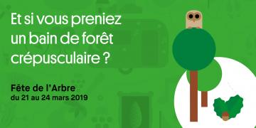 et si vous preniez un bain de forêt crépusculaire ?