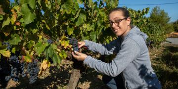 Céline pendant les vendanges