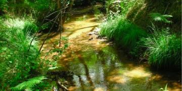 ruisseau avec forêt galerie 