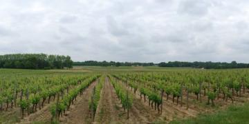 Le sombre horizon boisé cerne la vaste clairière de Sauternes 
