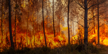 forêt en feu