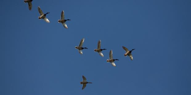 vol de canards depuis l'Ile Nouvelle