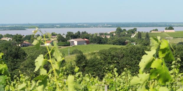 Vignoble Blaye