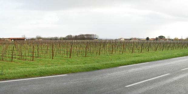 Les vignes forment une respiration et ouvrent sur les paysages au-delà de la route - Saint-Avit-Saint-Nazaire