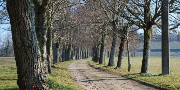 Belle allée plantée devant château Gombaud - Saint-André-de-Cubzac 