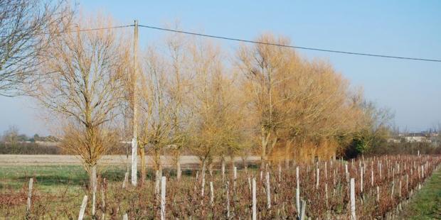 Cette haie de saule est sans doute héritée d'anciennes cultures de vime - Saint-Gervais
