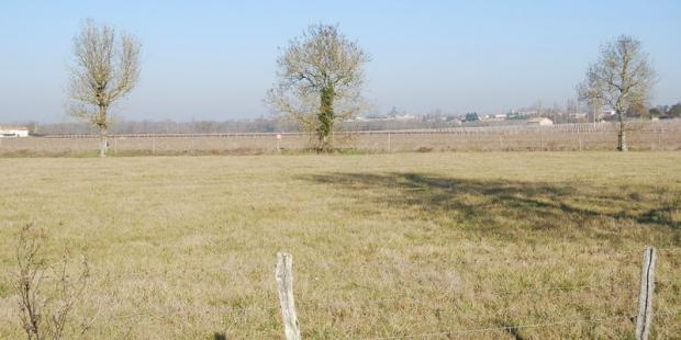 Ces arbres participent du paysage, mais gagneraient à être intégrés à un réseau de haies - Saint-Gervais