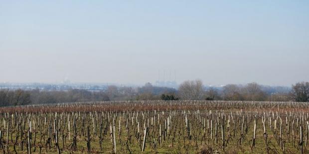 Les versants secs sont consacrés à la viticulture, en contrebas, on aperçoit les cimes des boisements humides - Prignac-et-Marcamps