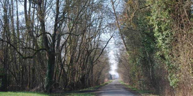 En contrebas du village de Prignac-et-Marcamps, ces bois humides offrent des habitats précieux pour la faune