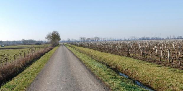 Vignes et prairies se partagent les terres du marais - Prignac-et-Marcamps