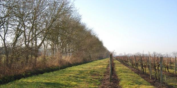 Entre vigne et prairie, une belle haie arborée accompagne le fossé jusqu'au fleuve - Prignac-et-Marcamps 