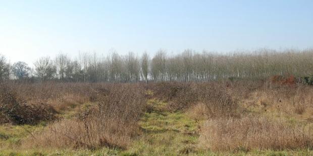 Friche et peupleraie à proximité du fleuve - Prignac-et-MArcamps 