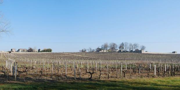 vignes