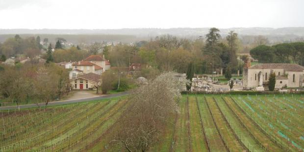 La ligne de fruitier complète et enrichit le paysage viticole - Pessac-sur-Dordogne 