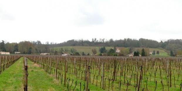 Les vignes s'étendent largement en fond de vallée et sur les coteaux - Flaujagues 