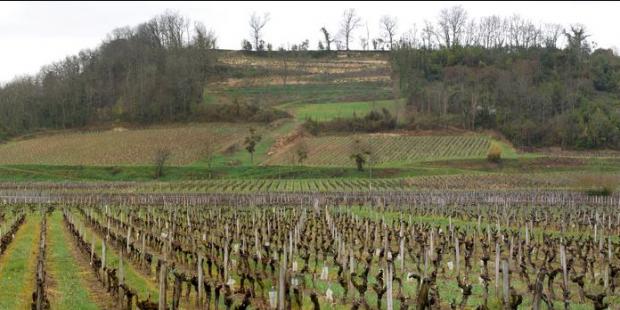 La vigne est reine sur les coteaux comme à leurs pieds - Saint-Etienne-de-Lisse 