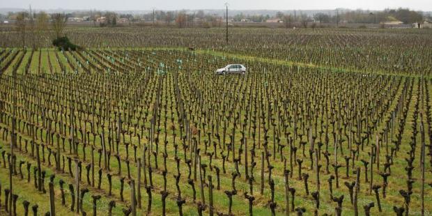 Les vignes enherbées étirent leurs règes sur de vastes horizons - Saint-Etienne-de-Lisse 