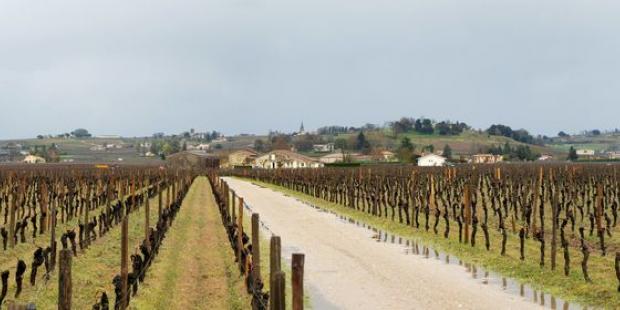 L'horizon est presque intégralement occupé par du bâti, bien visible entre la vigne et le coteau - Saint-Sulpice-de-Faleyrens 