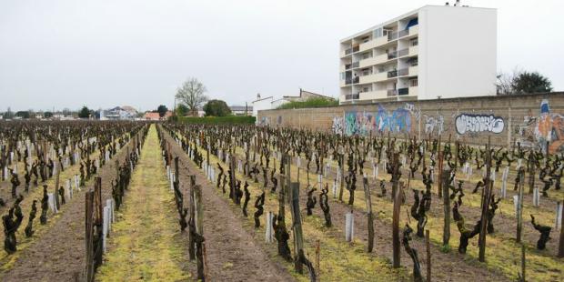 La rencontre entre la bâti et la vigne pourrait constituer un espace plus riche - Libourne 
