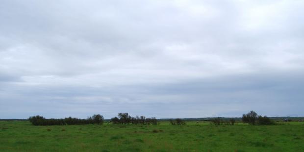 Haie endommagée dans les palus - Soulac-sur-Mer 