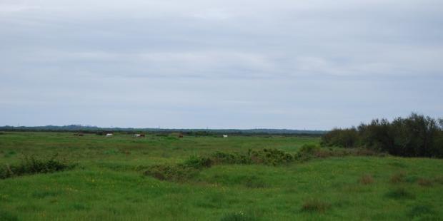 Prairie pâturée en limite sud-est de Soulac-sur-Mer 