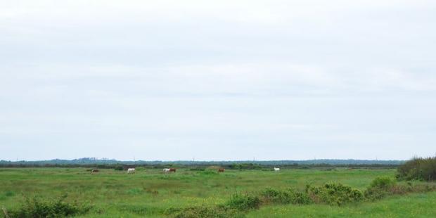 Le pâturage, mode d'exploitation (et de gestion) traditionnel de ces milieux, est encore pratiqué sur certaines terres - Soulac-sur-Mer