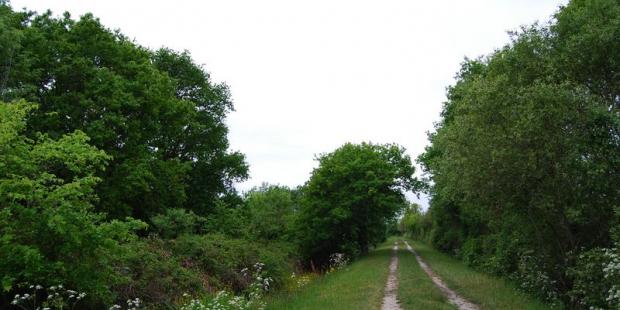 Quelques ouvertures permettent de découvrir les marais au-delà de ces haies - Saint-Vivien-de-Médoc 