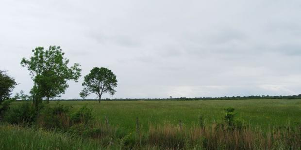 Quelques arbres isolés animent parfois ces paysages très ouverts - Queyrac 