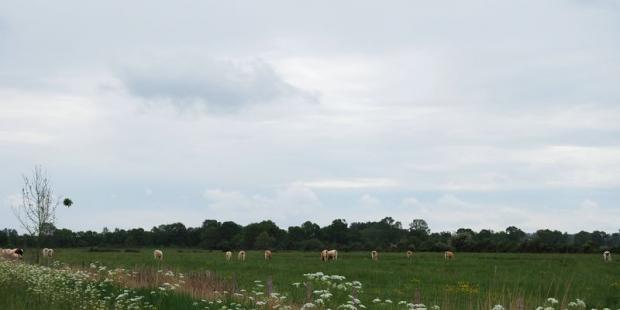 Elevage bovin au nord-ouest du chenal de Guy - Jau-Dignac-et-Loirac 