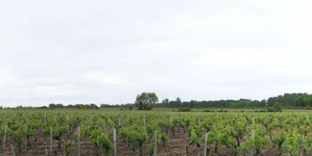 Au sud-ouest de Courbis, les vignes s'étendent jusqu'aux terres marécageuses, soulignées par la ripisylve des canaux - Bégadan 
