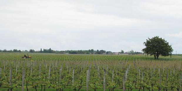 Les arbres isolés prennent un statut remarquable au milieu des vastes vignes - Civrac-Médoc 