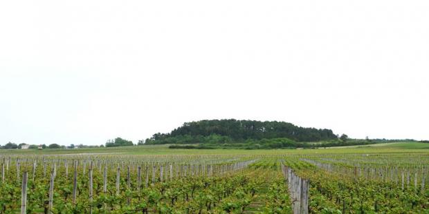 Quelques buttes boisées s'élèvent au-dessus des horizons viticoles - Civrac-Médoc 