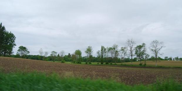 Les alignements au long des fossés participent d'une forte présence végétale - Prignac-en-Médoc