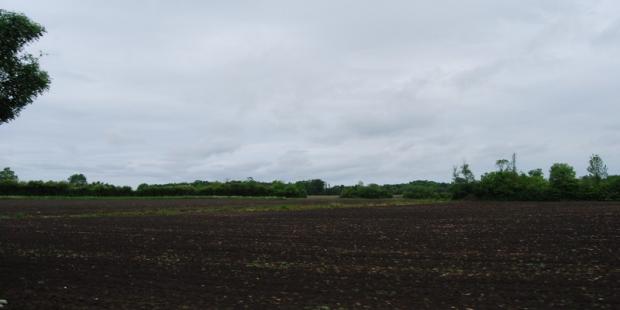 Structures végétales discontinues - Lesparre-Médoc 