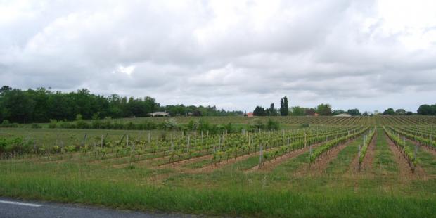 A gauche, les boisements ont remplacé d'anciens marais 