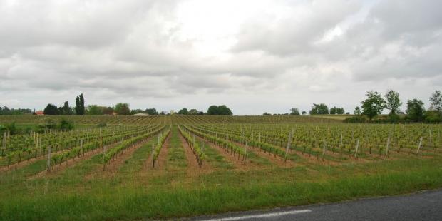 Si les vallonnements restent très doux, ils sont néanmoins soulignés par les lignes des règes, révélatrices de ces ondulations - Lesparre-Médoc 