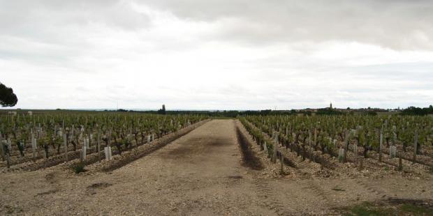 A l'est de Saint-Corbian, la blancheur des graves est renforcée par les sombres sillons entre les règes - Saint-Estèphe 