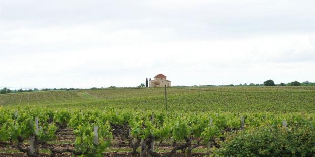 La vigne est ici reine, s'étendant sur l'ensemble des coteaux et collines - Saint-Estèphe