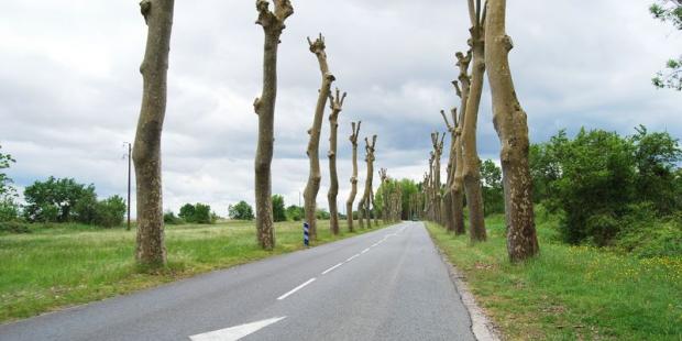 La gestion actuelle des arbres ne permet pas d'envisager un maintien à long terme des alignements - Pauillac