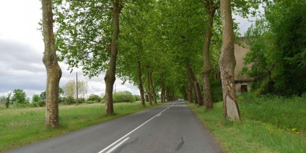Le double alignement de platanes accompagne majestueusement la route - Pauillac 