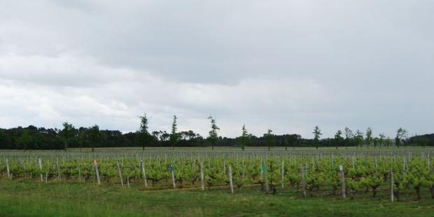 Jusqu'à l'horizon forestier qui marque la limite de la clairière, la vigne s'étend sans concurrence, uniquement interrompue par les allées plantées de Château Peyre-Lebade - Listrac-Médoc