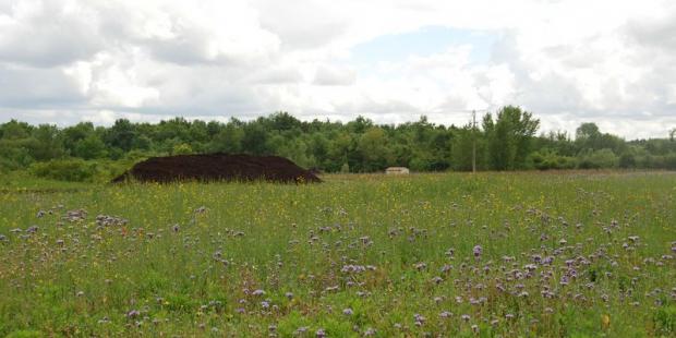 A proximité de la forêt, les villages sont entourés de franges de prairies - Moulis-en-Médoc