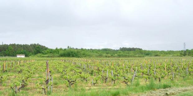 Les cimes de ces forêts s'immiscent dans les paysages viticoles de la clairière, interrompant les vignes - Moulis-en-Médoc 