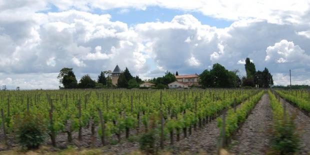 Sur l'horizon plat des vignes, le Château Labegorce par la profusion végétale de son parc - Soussans 